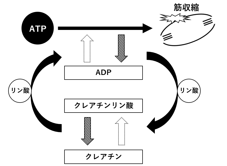 図2.　ATP-CP系におけるATP再合成