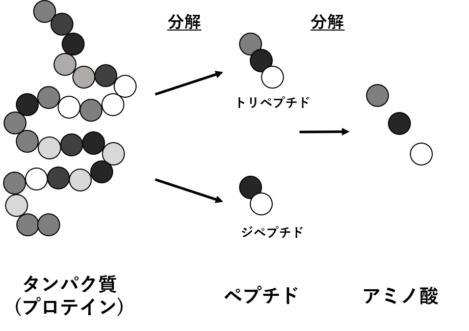 図1.　たんぱく質図1.　たんぱく質(プロテイン)の分解　ペプチドとアミノ酸(プロテイン)→ペプチド→アミノ酸