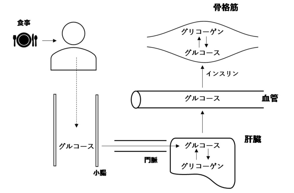 骨格筋や肝臓におけるグリコーゲン貯蔵