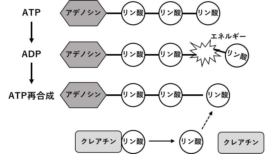 図2.　ATP再合成におけるクレアチンの働き