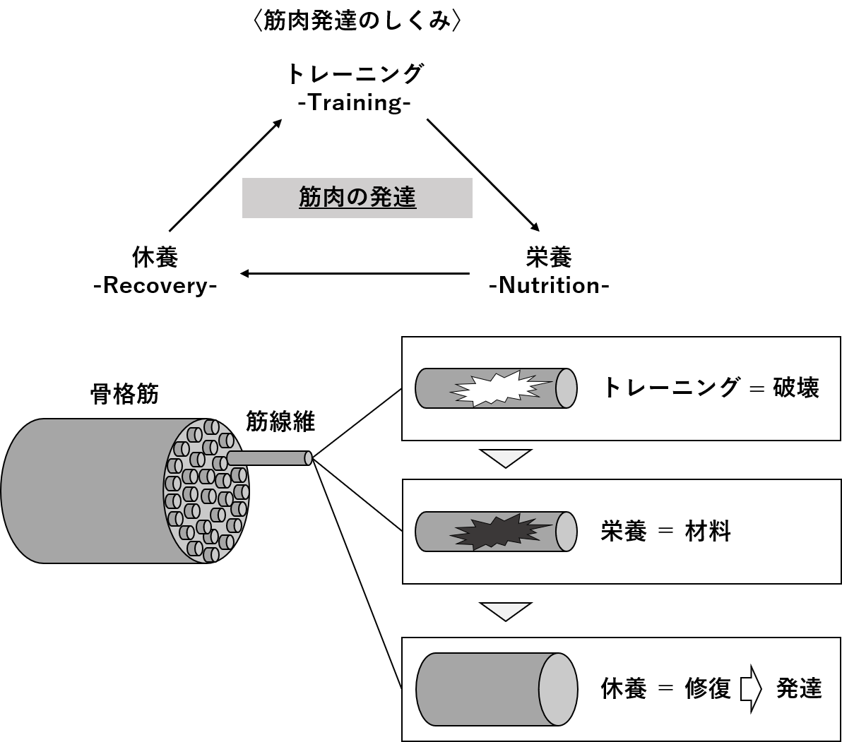 図1.　筋肉発達のしくみ