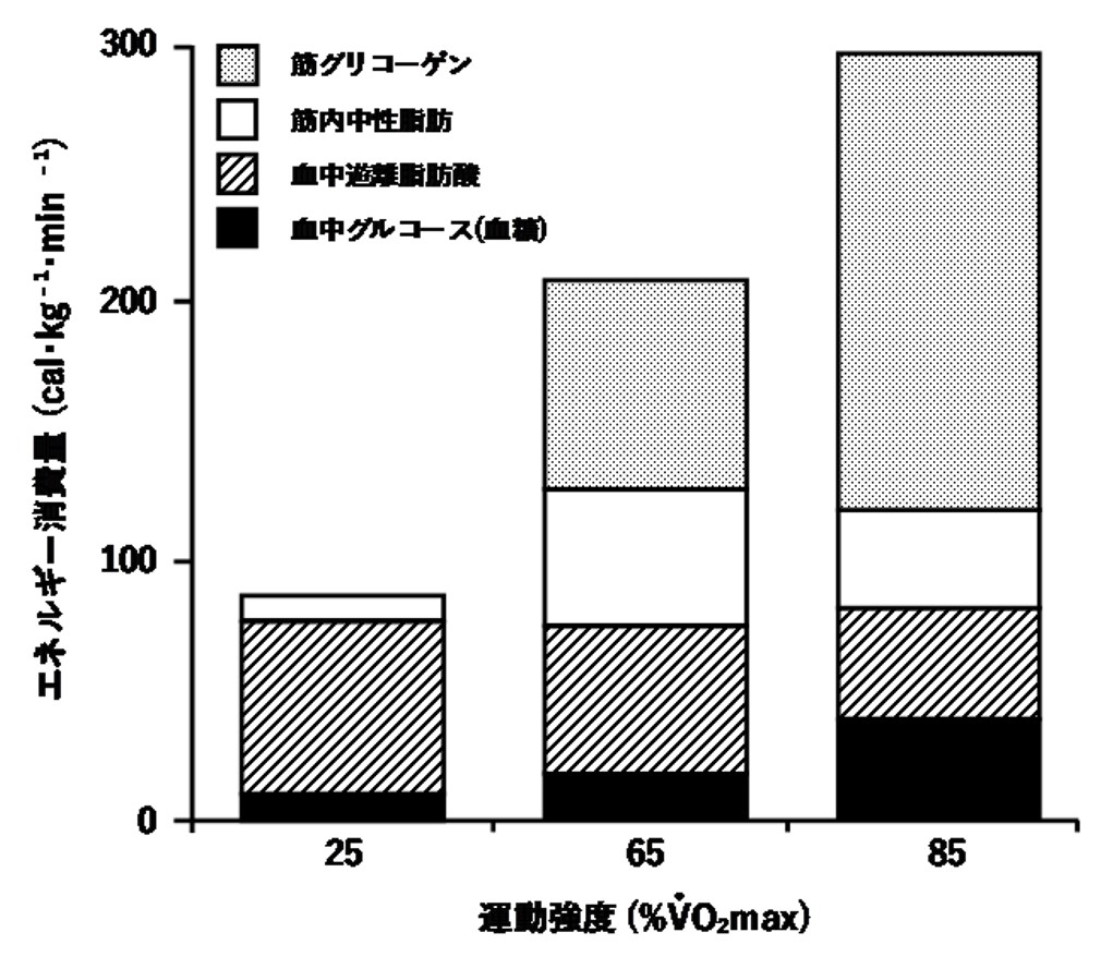 運動強度と使用エネルギー源（糖質・脂質）