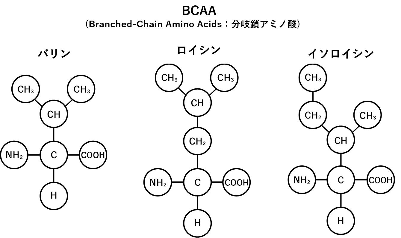 図1.　BCAAの分子構造