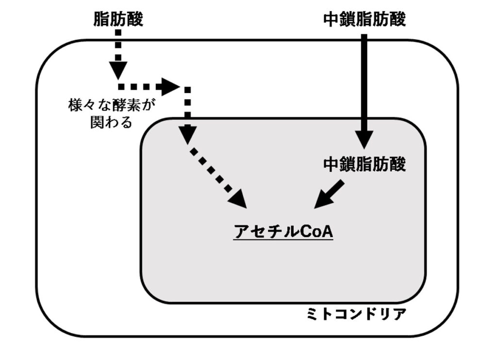 脂肪酸の代謝・ケトジェニック