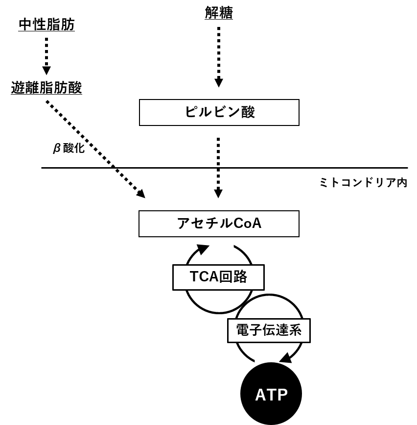 図4.　有酸素系におけるATP産生