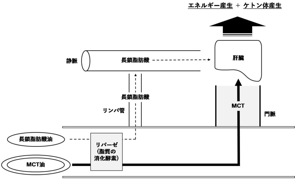 長鎖脂肪酸と中鎖脂肪酸の吸収経路の違い