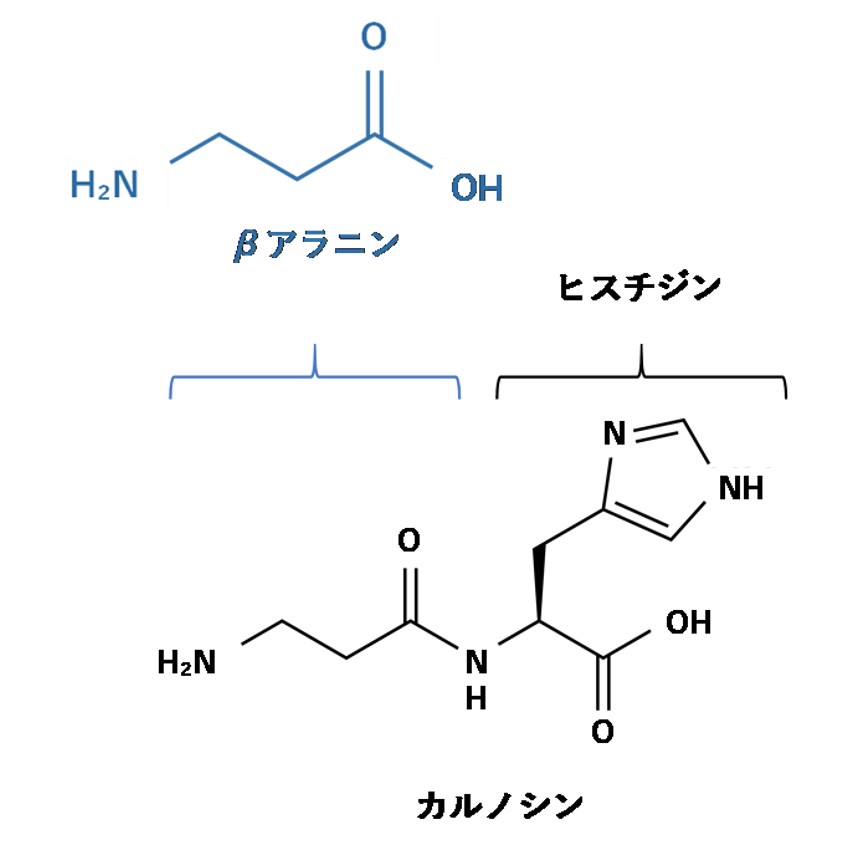 カルノシンの構造