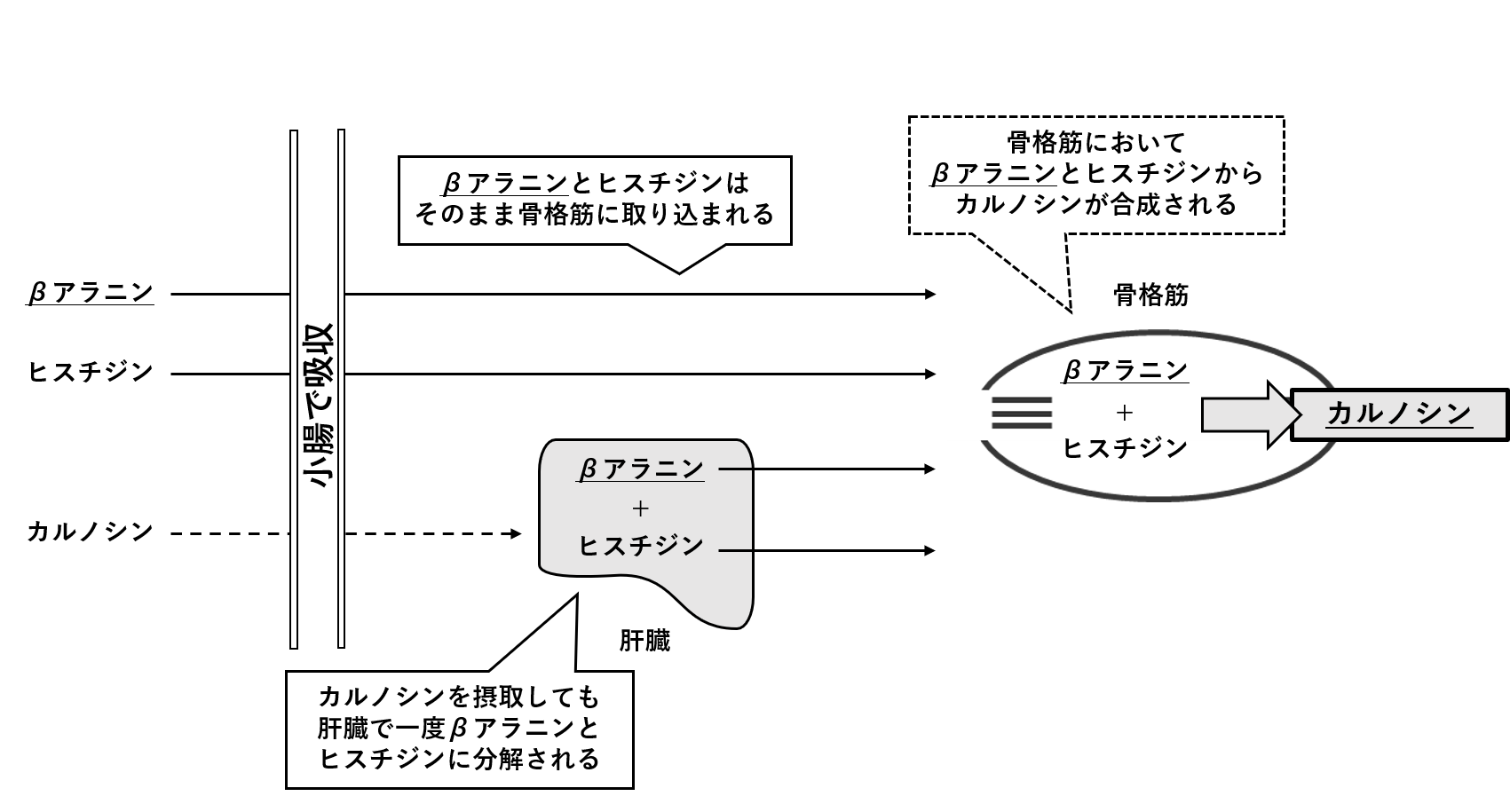 図2.　骨格筋におけるカルノシン合成の過程