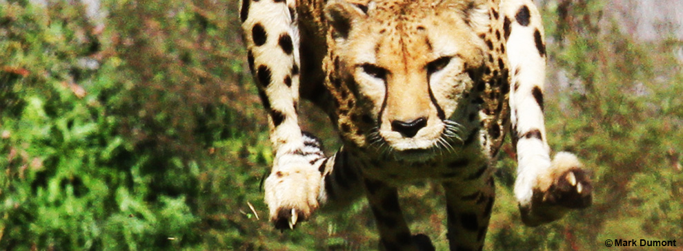 サバンナの野生動物に正月などない！ キレた身体を今すぐ取り戻せ！