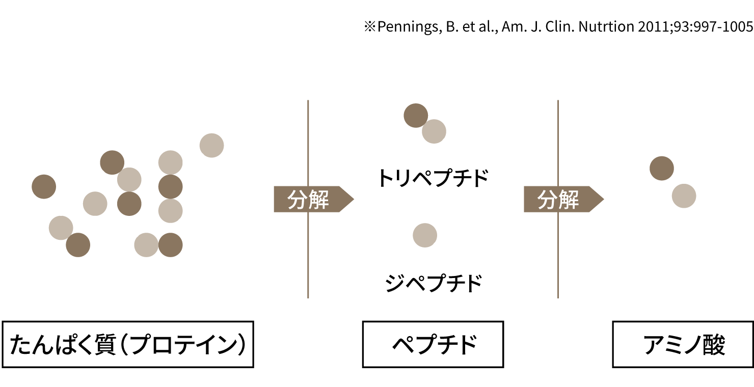 EAAとは、たんぱく質を構成するアミノ酸のうち体内で合成できず、食事などから摂取する必要のある9種類の必須アミノ酸