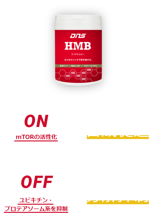 ON mTORの活性化 筋タンパク質合成促進 / OFF ユビキチン・プロテアソーム系を抑制 筋タンパク質分解抑制
