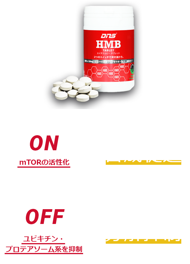 ON mTORの活性化 筋タンパク質合成促進 / OFF ユビキチン・プロテアソーム系を抑制 筋タンパク質分解抑制