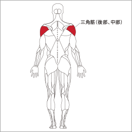 フォーカスする筋肉：三角筋後部、三角筋中部、棘下筋