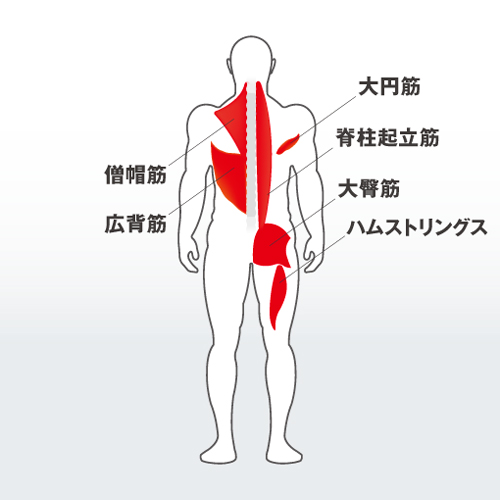 フォーカスする筋：僧帽筋、大円筋、広背筋、脊柱起立筋群、大臀筋、ハムストリングス