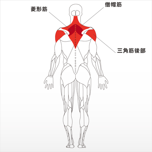 フォーカスする筋：僧帽筋、菱形筋、三角筋後部