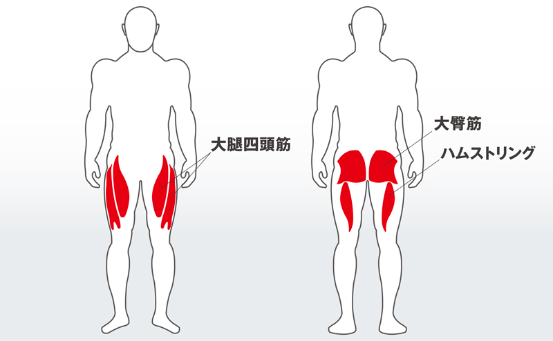 フォーカスする筋肉：大腿四頭筋、ハムストリングス、大臀筋
