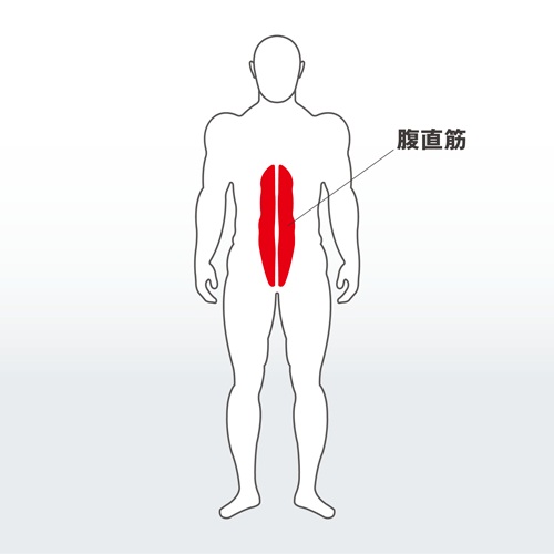 フォーカスする筋：腹直筋