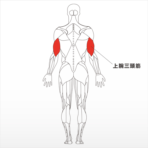 フォーカスする筋：上腕三頭筋