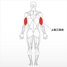 フォーカスする筋肉：上腕三頭筋