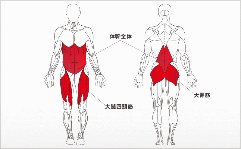 フォーカスする筋
肉：大腿四頭筋、大臀筋、体幹部全体 機能：膝関節の伸展、股関節の伸展
