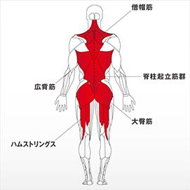フォーカスする筋肉：ハムストリングス、大臀筋、脊柱起立筋群、広背筋、僧帽筋など