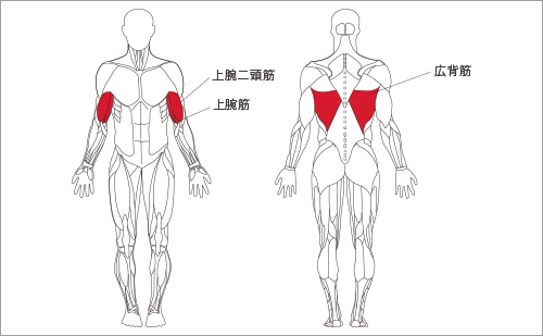 フォーカスする筋肉：広背筋をはじめとする背部筋群、上腕二頭筋