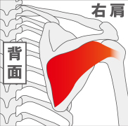 フォーカスする筋：棘下筋