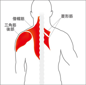 フォーカスする筋：僧帽筋、菱形筋(りょうけいき
ん)、三角筋後部