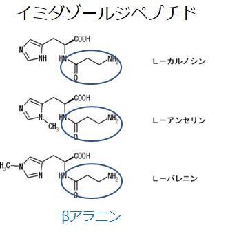 イミダゾールジペプチド.jpg