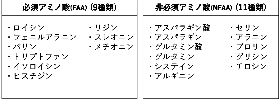 アミノ酸 Eaaとは Dnsニュートリションガイド